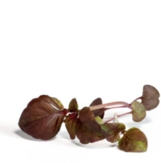 Lentilles vertes & blondes