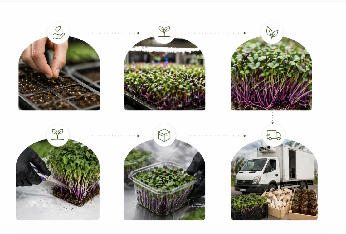 processus-germination