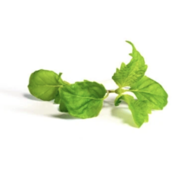 Shiso vert 