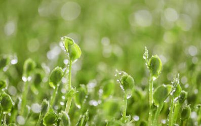 La germination et l’assimilation