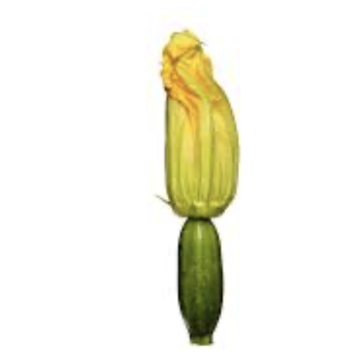 Fleur de courgette 