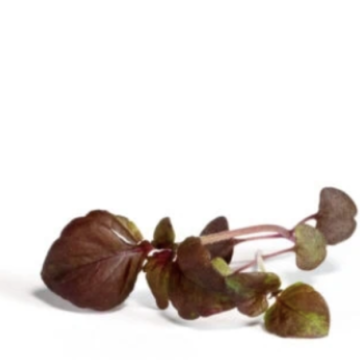 Shiso rouge
