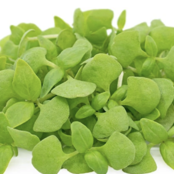 Basilic genovese 
